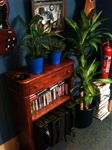 Studio plant life